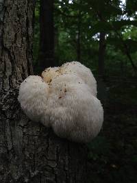 Hericium erinaceus image