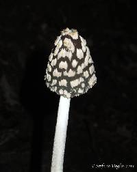 Coprinopsis picacea image