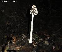 Coprinopsis picacea image