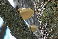 Piptoporus betulinus image