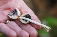 Coprinellus micaceus image