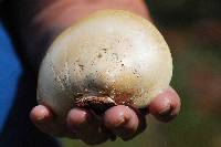 Piptoporus betulinus image