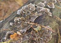 Trametes versicolor image