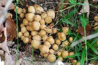 Coprinellus micaceus image