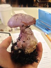 Cortinarius traganus image