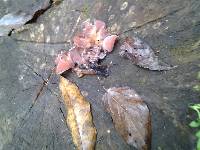 Auricularia auricula-judae image