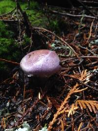 Cortinarius traganus image