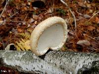 Fomitopsis betulina image