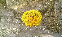 Xanthoria parietina var. parietina image