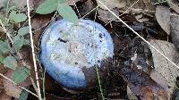 Lactarius indigo image