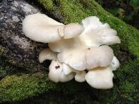 Pleurotus ostreatus image