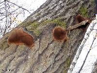 Phellinus igniarius image