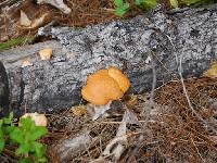 Pycnoporus cinnabarinus image