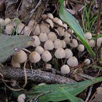 Coprinellus disseminatus image