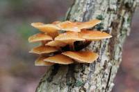 Flammulina velutipes image