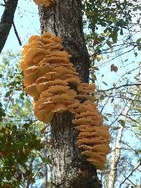 Laetiporus sulphureus image