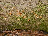 Trametes versicolor image