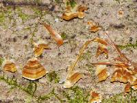 Trametes versicolor image