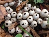 Lycoperdon pyriforme image