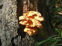 Laetiporus sulphureus image