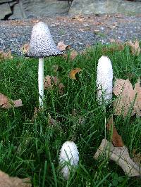 Coprinus comatus image