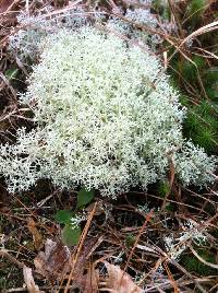 Cladonia portentosa image