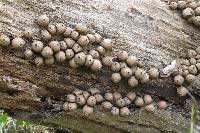 Lycoperdon pyriforme image