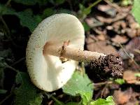 Macrolepiota procera var. procera image