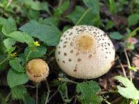 Macrolepiota procera var. procera image