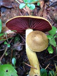 Cortinarius semisanguineus image