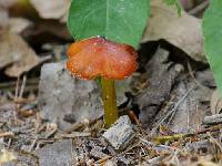 Hygrocybe conica image