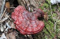 Ganoderma tsugae image