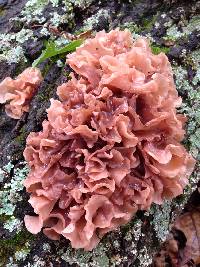 Tremella foliacea image