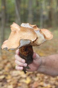 Polyporus radicatus image