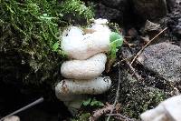 Entoloma abortivum image