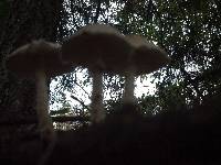 Lepiota magnispora image