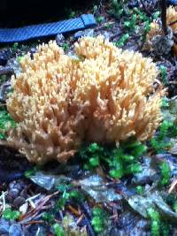 Ramaria gelatinosa image