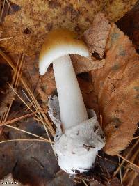 Amanita fulva image