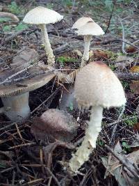 Lepiota magnispora image