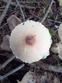 Lepiota magnispora image