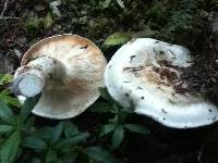 Image of Tricholoma magnivelare