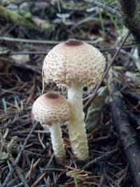 Lepiota magnispora image