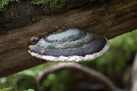 Ganoderma applanatum image