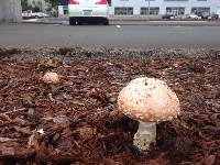 Amanita muscaria image