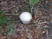 Lycoperdon perlatum image