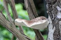 Piptoporus betulinus image