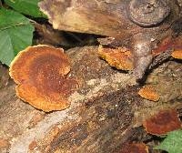 Phellinus gilvus image