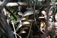 Pleurotus ostreatus image