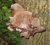 Auricularia auricula-judae image