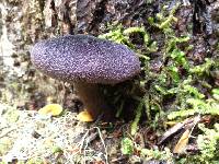 Cortinarius violaceus image